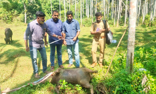 മാവൂരിലും കാട്ടുപന്നിയെ വെടിെവച്ചു െകാന്നുതുടങ്ങി