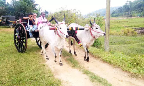 പ്രചാരണത്തിൽ ഈ കാളവണ്ടികൾ സൂപ്പർ സ്​റ്റാർ