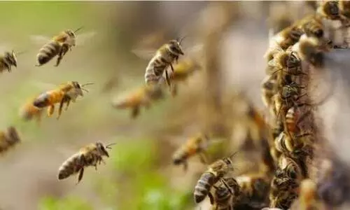 വിനോദസഞ്ചാരികൾക്കും നാട്ടുകാർക്കും ഭീഷണിയായി കടന്നൽകൂട്