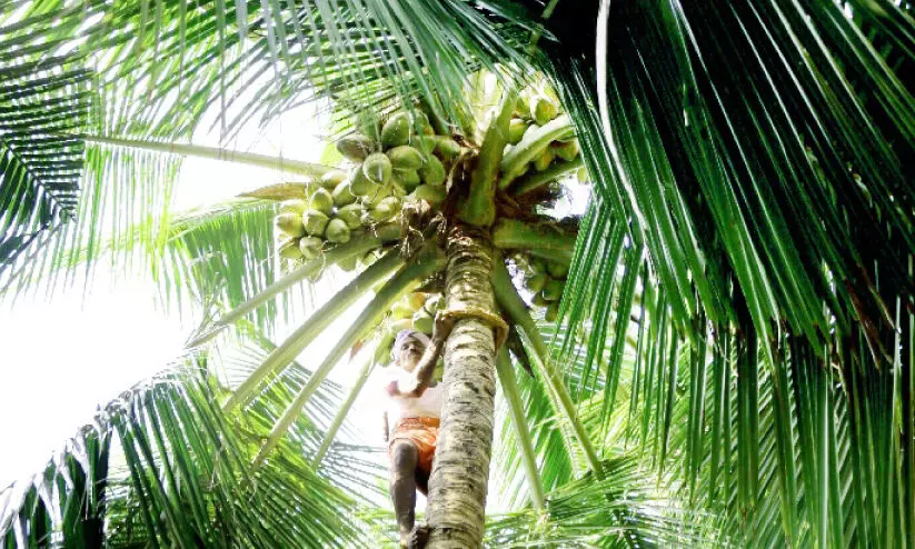 ഉയരത്തിലാണ് ഇൗ സ്ഥാനാർഥി ഉയരത്തിലാണ് ഇൗ സ്ഥാനാർഥി
