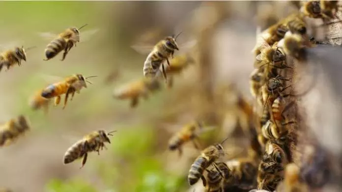 വിനോദസഞ്ചാരികൾക്കും നാട്ടുകാർക്കും ഭീഷണിയായി കടന്നൽകൂട് വിനോദസഞ്ചാരികൾക്കും നാട്ടുകാർക്കും ഭീഷണിയായി കടന്നൽകൂട്