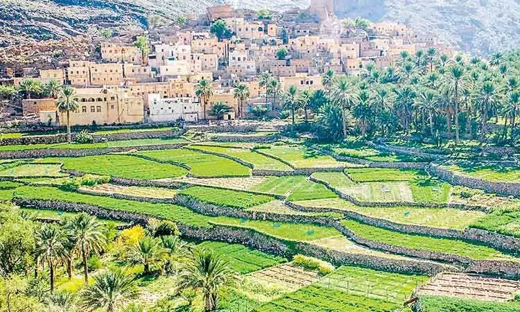 തണുപ്പുകാലമായി; ഒമാനിൽ കാർഷിക മേഖല ഉണരുന്നു തണുപ്പുകാലമായി; ഒമാനിൽ കാർഷിക മേഖല ഉണരുന്നു