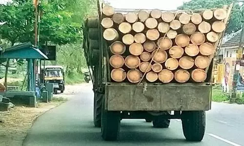 ഇഷ്​ടികക്കളങ്ങൾക്കായി പനകൾ മുറിക്കുന്നത് വ്യാപകം