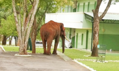 ഇത്​ നാ​ട്ടു​കാ​രു​ടെ സ്വ​ന്തം റൊ​ണാ​ൾ​ഡോ