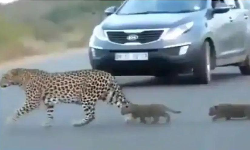 വാടാ മക്കളേ- കൗതുകക്കാഴ്​ചയായി പെൺപുലിയുടെയും കുഞ്ഞുങ്ങളുടെയും വിഡിയോ