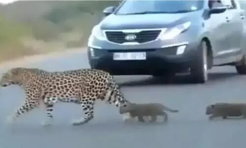 വാടാ മക്കളേ- കൗതുകക്കാഴ്​ചയായി പെൺപുലിയുടെയും കുഞ്ഞുങ്ങളുടെയും വിഡിയോ