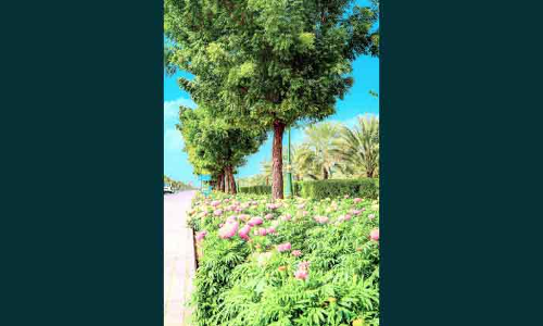 അജ്മാനില്‍ പൂങ്കാവനം തീർക്കാൻ നഗരസഭ; 27 ലക്ഷം പൂച്ചെടികള്‍ നടും