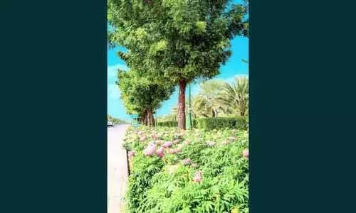 അജ്മാനില്‍ പൂങ്കാവനം തീർക്കാൻ നഗരസഭ; 27 ലക്ഷം പൂച്ചെടികള്‍ നടും