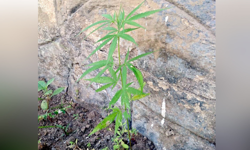 എം.ഡി.എം.എ പിടികൂടിയ സംഭവം: അന്വേഷണം ഗോവയിലേക്കും