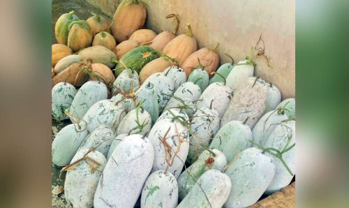 വി​ല​യി​ടി​വ്​; പ​ച്ച​ക്ക​റി ക​ർ​ഷ​ക​ർ​ക്ക്​ ക​ണ്ണീ​ർ