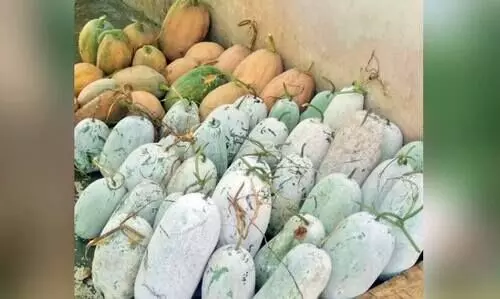 വി​ല​യി​ടി​വ്​; പ​ച്ച​ക്ക​റി ക​ർ​ഷ​ക​ർ​ക്ക്​ ക​ണ്ണീ​ർ