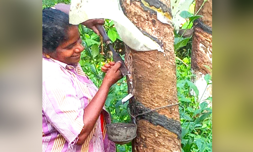 എരുമേലിയിലെ സ്ഥാനാർഥി തുളസിക്ക്​    ആദ്യം ടാപ്പിങ്​; പിന്നെ മാത്രം പ്രചാരണം
