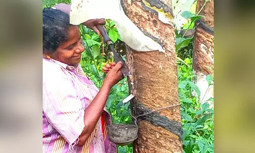 എരുമേലിയിലെ സ്ഥാനാർഥി തുളസിക്ക്​    ആദ്യം ടാപ്പിങ്​; പിന്നെ മാത്രം പ്രചാരണം