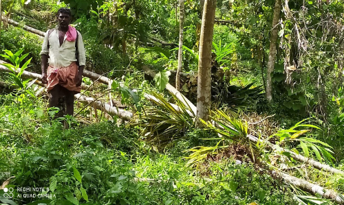 താ​ളും​ക​ണ്ട​ത്ത്​ സൗ​രോ​ർ​ജ വേ​ലി ​ത​ക​ർ​ത്ത്​ ക​ട്ടാ​ന​ക്കൂ​ട്ടം കൃ​ഷി​ ന​ശി​പ്പി​ച്ചു