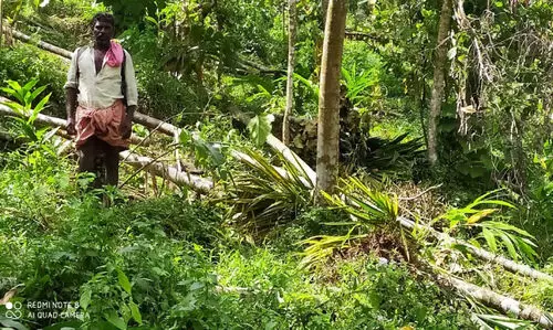 താ​ളും​ക​ണ്ട​ത്ത്​ സൗ​രോ​ർ​ജ വേ​ലി ​ത​ക​ർ​ത്ത്​ ക​ട്ടാ​ന​ക്കൂ​ട്ടം കൃ​ഷി​ ന​ശി​പ്പി​ച്ചു