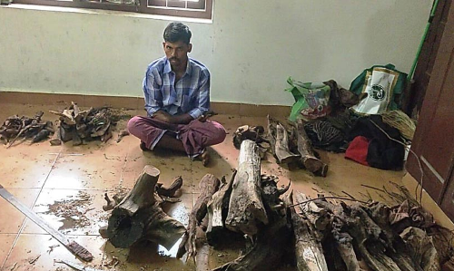 ച​ന്ദ​ന​മോ​ഷ​ണം: പ്ര​തി പി​ടി​യി​ൽ; നാ​ലു​പേ​ർ ഓ​ടി ര​ക്ഷ​പ്പെ​ട്ടു