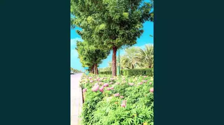 അജ്മാനില്‍ പൂങ്കാവനം തീർക്കാൻ നഗരസഭ; 27 ലക്ഷം പൂച്ചെടികള്‍ നടും