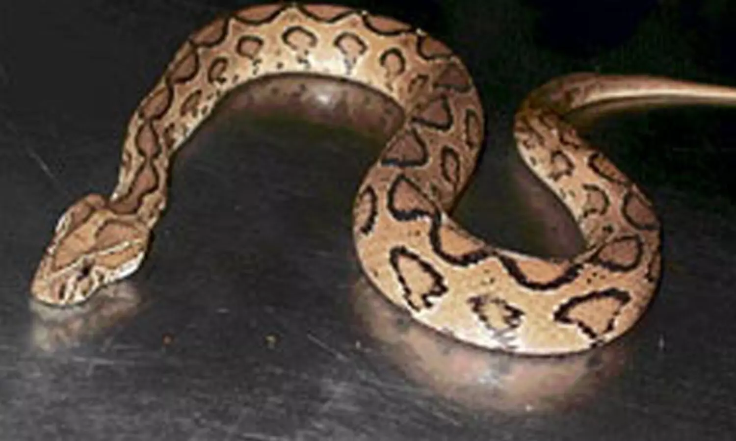 എ.ടി.എമ്മിൽ തല പുറത്തിട്ട്​ അണലി; പണം പിൻവലിക്കാൻ എത്തിയവർ ഭയന്നോടി