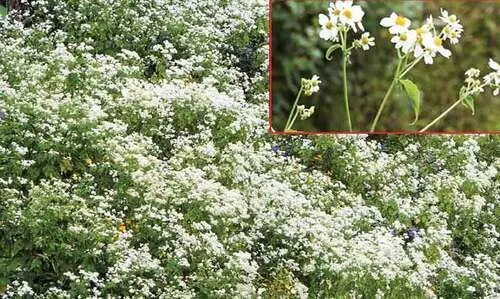 മഞ്ഞുകാലം വരവായി; മൂന്നാറിൽ കാഴ്ചവിരുന്നൊരുക്കി ഡെയ്‌സിപ്പൂ വസന്തം