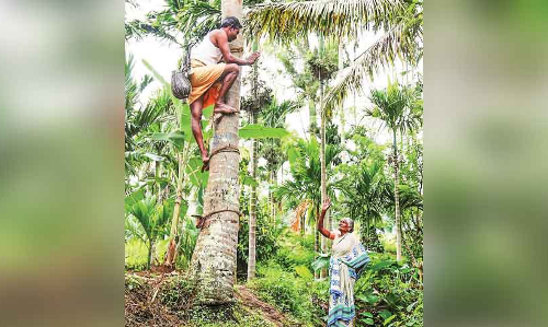 ഉ​യ​ര​ത്തി​ല്‍നി​ന്നൊ​രു വോ​ട്ട​ഭ്യ​ര്‍ഥ​ന; ഇ​ത്​ കു​ട്ടി​രാ​ജ്​