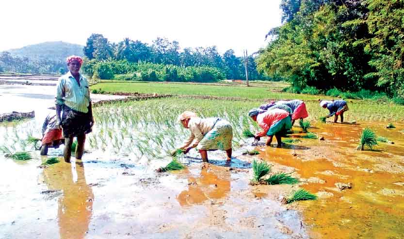 പന്നിയൂര് തുറയില് ഇനി കതിരണിയും കാലം പന്നിയൂര് തുറയില് ഇനി കതിരണിയും കാലം
