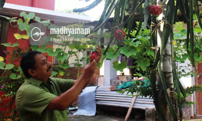 അപൂർവ ഫലങ്ങളും ഔഷധസസ്യങ്ങളും നിറഞ്ഞ് സത്യന്‍റെ വീട്
