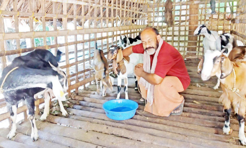 ആടുപരിപാലനം കഴിഞ്ഞ്​ വോട്ട്​ പിടിത്തം