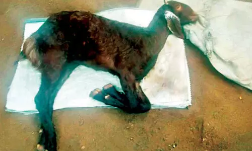 അ​ജ്ഞാ​ത​രോ​ഗം: മൂ​ത്തേ​ട​ത്ത് ആ​ടു​ക​ള്‍ കൂ​ട്ട​ത്തോ​ടെ ച​ത്തു