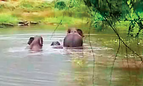 കാ​ട്ടാ​ന​ക​ൾ ജ​ന​വാ​സ​മേ​ഖ​ല​യി​ൽ; മു​ൾ​മു​ന​യി​ൽ നാ​ട്ടു​കാ​ർ