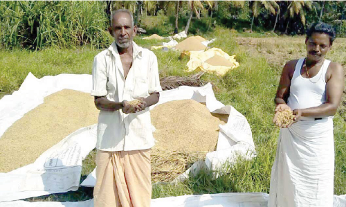 വൈക്കത്ത്​ നിരാശയുടെ വിളവെടുപ്പ്​