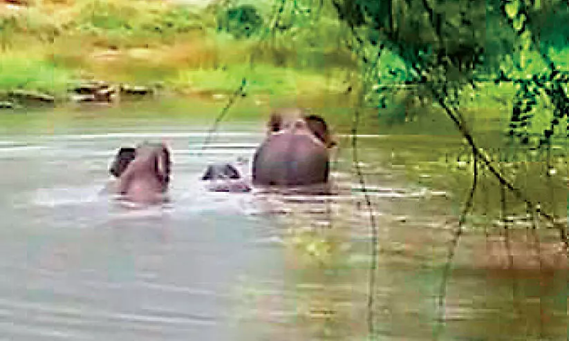 കാ​ട്ടാ​ന​ക​ൾ ജ​ന​വാ​സ​മേ​ഖ​ല​യി​ൽ; മു​ൾ​മു​ന​യി​ൽ നാ​ട്ടു​കാ​ർ