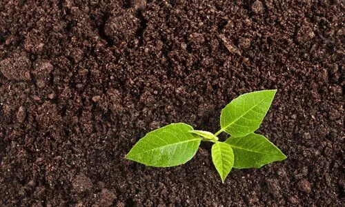 ജീവനില്ലാതെ മണ്ണ്