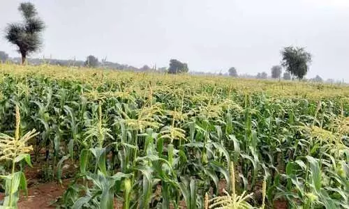 ചിരി തൂകി ചോളക്കതിരുകള്‍; സമൃദ്ധി വിളഞ്ഞ് മരുഭൂ കൃഷിനിലങ്ങള്‍