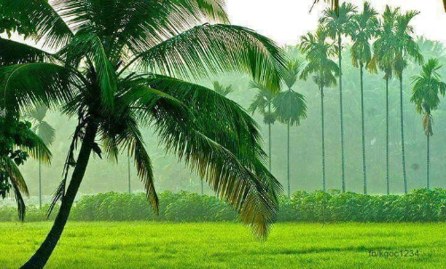 2017ലെ വയൽ സംരക്ഷണ നിയമഭേദഗതിക്ക് മുമ്പുള്ള നിർമാണത്തിന് ക്രമപ്പെടുത്തൽ ഉത്തരവ് ആവശ്യമില്ല –ഹൈകോടതി 2017ലെ വയൽ സംരക്ഷണ നിയമഭേദഗതിക്ക് മുമ്പുള്ള നിർമാണത്തിന് ക്രമപ്പെടുത്തൽ ഉത്തരവ് ആവശ്യമില്ല –ഹൈകോടതി