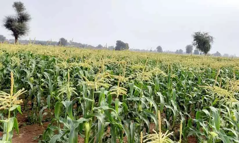 ചിരി തൂകി ചോളക്കതിരുകള്; സമൃദ്ധി വിളഞ്ഞ് മരുഭൂ കൃഷിനിലങ്ങള് ചിരി തൂകി ചോളക്കതിരുകള്; സമൃദ്ധി വിളഞ്ഞ് മരുഭൂ കൃഷിനിലങ്ങള്