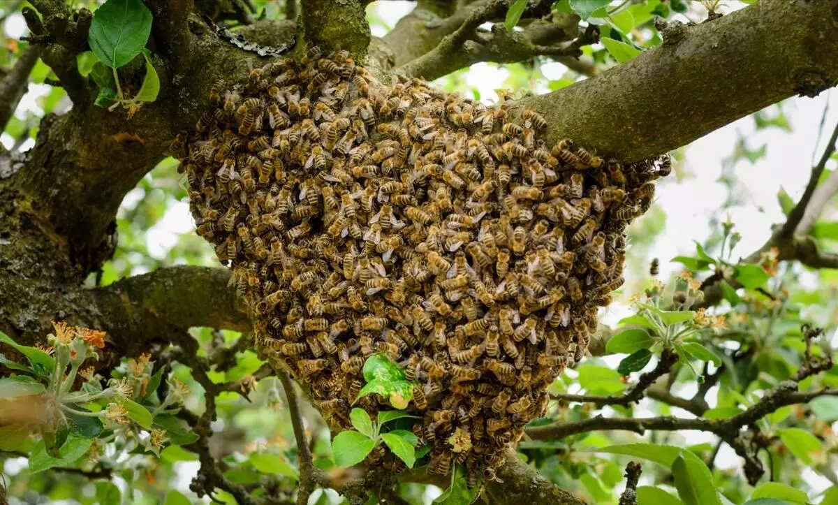 തേ​നീ​ച്ച​ക്കൂ​ട്ട​ത്തി​െൻറ ആ​ക്ര​മ​ണ​ത്തി​ൽ യു​വാ​വി​ന് ഗു​രു​ത​ര പ​രി​ക്ക്