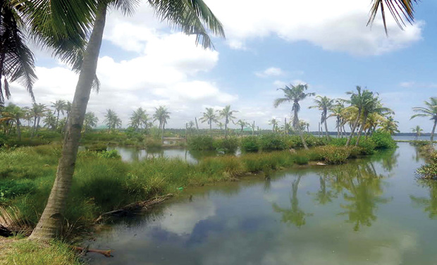 അഞ്ചുതുരുത്തിൽ വോട്ട് ചെയ്യാൻ ദുരിതക്കയം താണ്ടണം അഞ്ചുതുരുത്തിൽ വോട്ട് ചെയ്യാൻ ദുരിതക്കയം താണ്ടണം