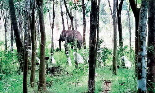 നാരോക്കാവ് കുട്ടിക്കുന്നില്‍ കാട്ടാന ശല്യം:  വ്യാപക കൃഷി നാശം