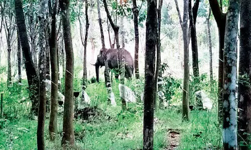 നാരോക്കാവ് കുട്ടിക്കുന്നില്‍ കാട്ടാന ശല്യം:  വ്യാപക കൃഷി നാശം