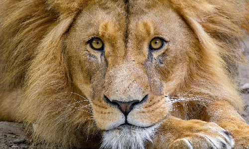 സ്​പെയ്​നിൽ നാലു സിംഹങ്ങൾക്ക്​ കോവിഡ്​