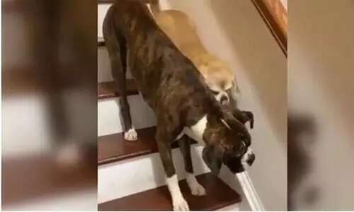 നീ കൂടെയു​ണ്ടെങ്കിൽ കണ്ണുകളെന്തിനു വേറെ...- കണ്ണുകാണാത്ത പട്ടിക്കുട്ടിയെ നടയിറങ്ങാൻ നായ സഹായിക്കുന്ന വിഡിയോ വൈറൽ