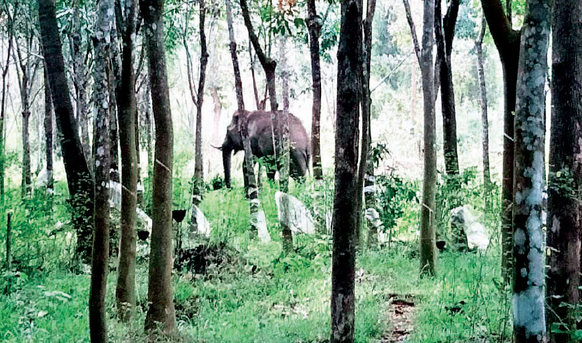 നാരോക്കാവ് കുട്ടിക്കുന്നില് കാട്ടാന ശല്യം: വ്യാപക കൃഷി നാശം നാരോക്കാവ് കുട്ടിക്കുന്നില് കാട്ടാന ശല്യം: വ്യാപക കൃഷി നാശം