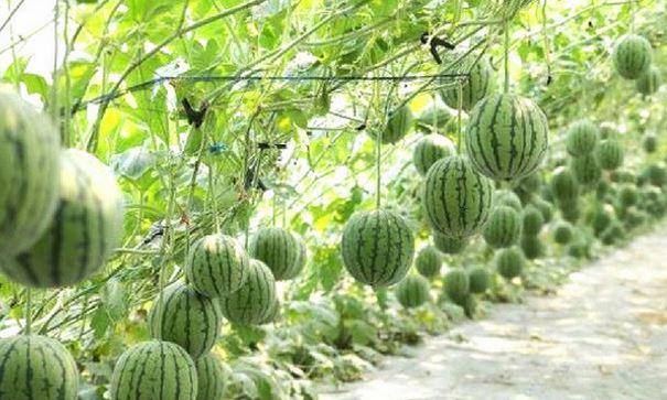 തണ്ണിമത്തൻ നടാൻ സമയമായി തണ്ണിമത്തൻ നടാൻ സമയമായി