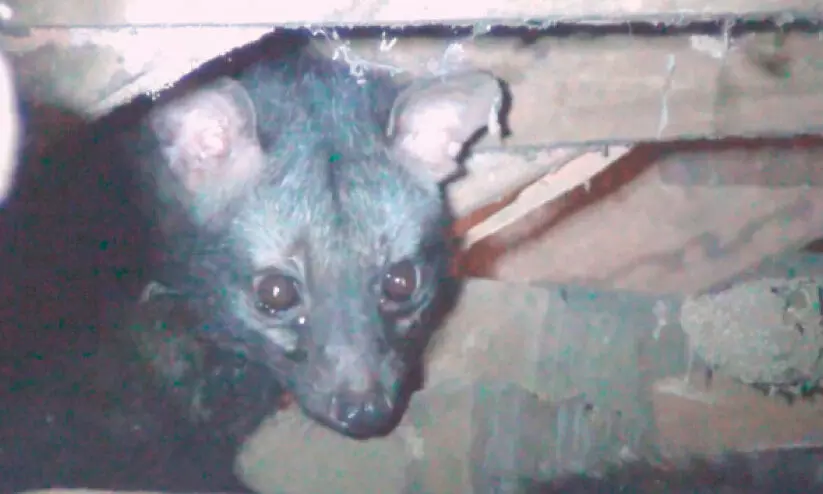 അ​ഞ്ചാം​മൈ​ലി​ലെ വീ​ടു​ക​ളി​ൽ മ​ര​പ്പ​ട്ടി​ക​ൾ ഭീ​തി​പ​ര​ത്തു​ന്നു