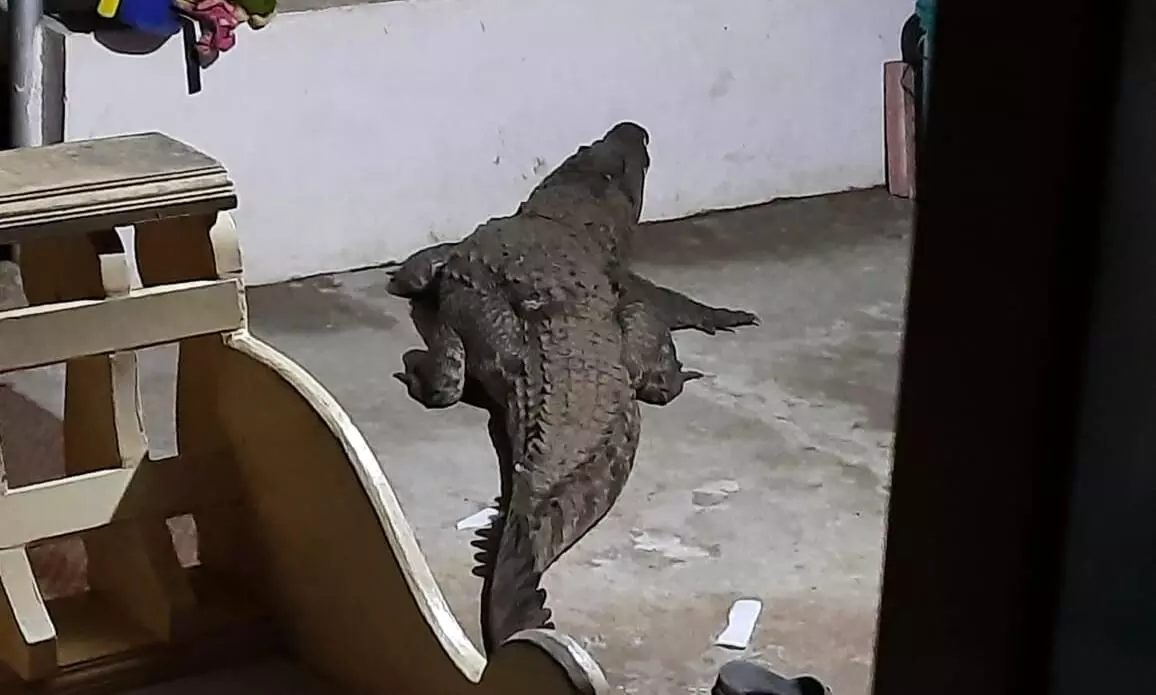 അതിരപ്പിള്ളിയിൽ വീടിനുള്ളിൽ കയറിയ ചീങ്കണ്ണിയെ പിടികൂടി പുഴയിലേക്ക് വിട്ടു