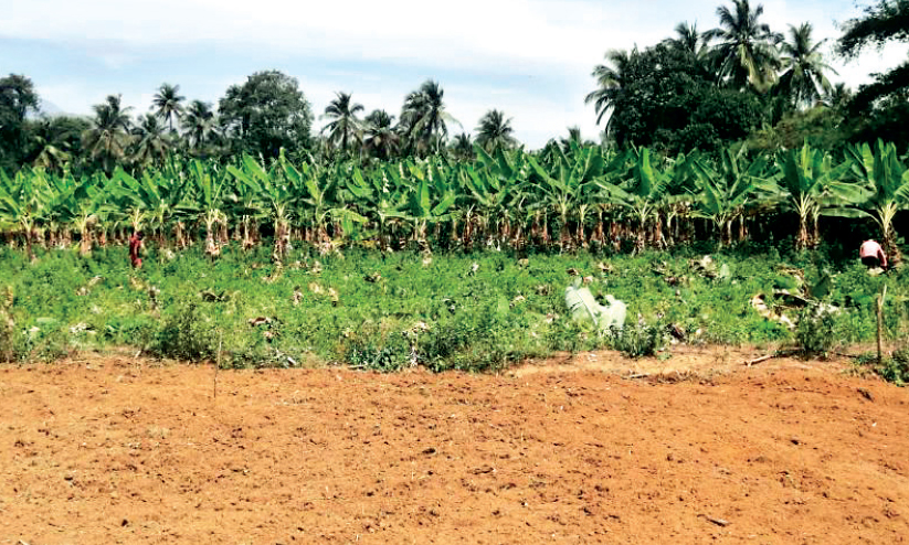 ഏത്തക്കായക്ക് വിലയിടിവ്; ആയിരം വാഴ നശിപ്പിച്ച് കർഷകൻ ഏത്തക്കായക്ക് വിലയിടിവ്; ആയിരം വാഴ നശിപ്പിച്ച് കർഷകൻ