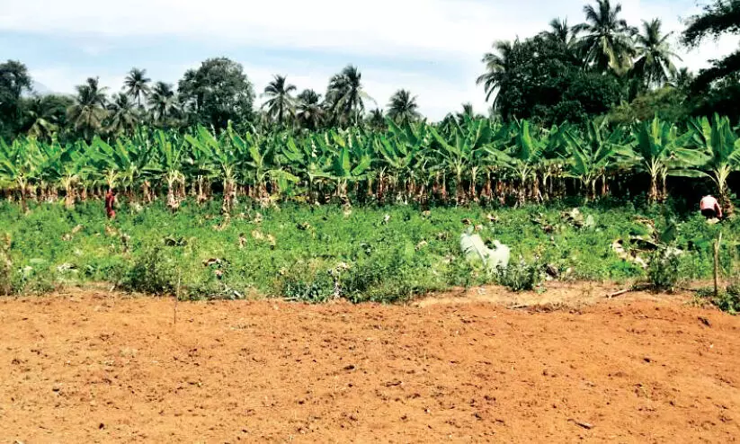 ഏത്തക്കായക്ക് വിലയിടിവ്; ആയിരം വാഴ നശിപ്പിച്ച് കർഷകൻ ഏത്തക്കായക്ക് വിലയിടിവ്; ആയിരം വാഴ നശിപ്പിച്ച് കർഷകൻ