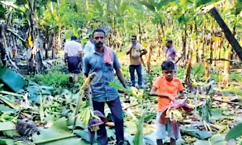 ടി.കെ കോളനിയിൽ കാട്ടാന ഇറങ്ങി; വ്യാപക കൃഷിനാശം