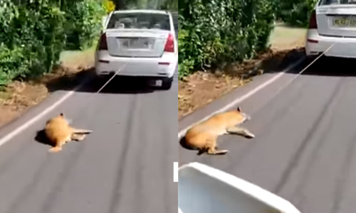 നായെ കാറിൽ കെട്ടിവലിച്ച സംഭവം: കാർ ഉടമക്ക്​ നോ​ട്ടീ​സ്