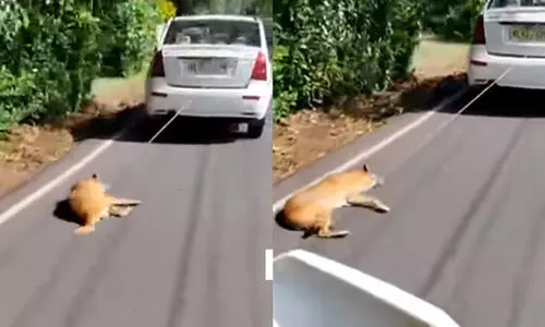 നായെ കാറിൽ കെട്ടിവലിച്ച സംഭവം: കാർ ഉടമക്ക്​ നോ​ട്ടീ​സ്